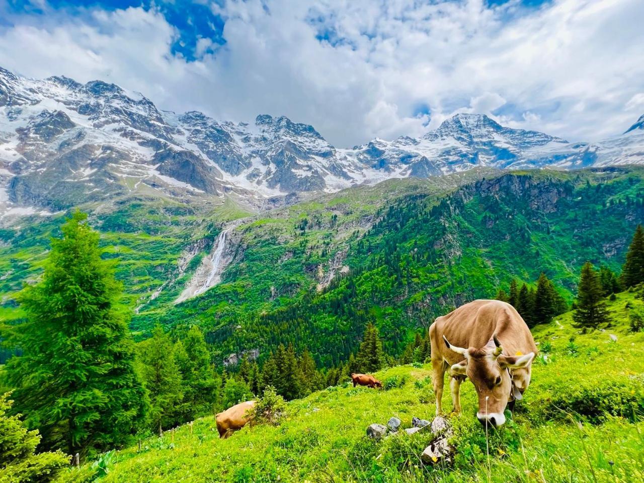 Chalet Rosa B&B Lauterbrunnen Exterior photo